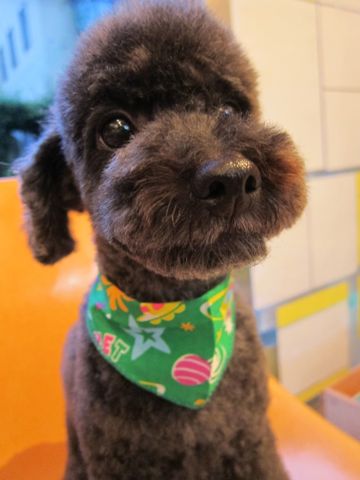 トイプードルデザインカット犬モヒカンカット玉ねぎカットトイ・プードルトリミング文京区フントヒュッテ東京トリミングサロントイプードルカット画像19.jpg