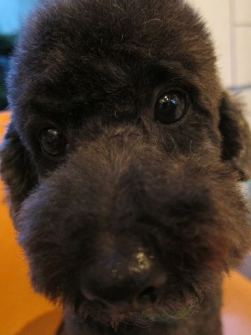 トイプードルデザインカット犬モヒカンカット玉ねぎカットトイ・プードルトリミング文京区フントヒュッテ東京トリミングサロントイプードルカット画像20.jpg