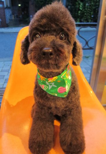 トイプードルデザインカット犬モヒカンカット玉ねぎカットトイ・プードルトリミング文京区フントヒュッテ東京トリミングサロントイプードルカット画像21.jpg