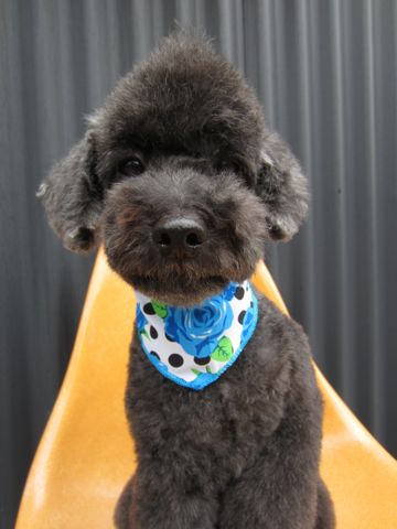 トイプードルデザインカット犬モヒカンカット玉ねぎカットトイ・プードルトリミング文京区フントヒュッテ東京トリミングサロントイプードルカット画像23.jpg