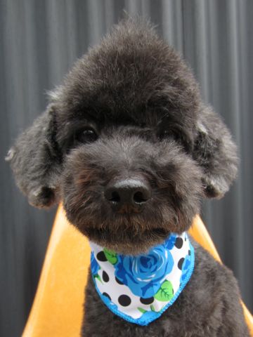トイプードルデザインカット犬モヒカンカット玉ねぎカットトイ・プードルトリミング文京区フントヒュッテ東京トリミングサロントイプードルカット画像24.jpg
