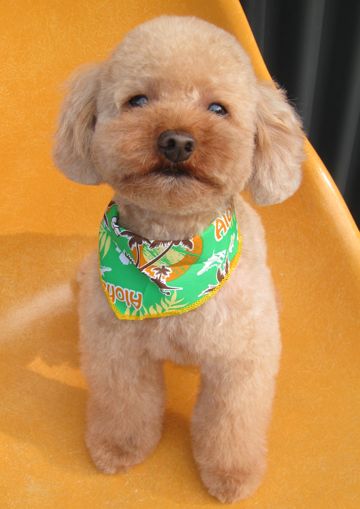トイ・プードルトリミング文京区カットモデル犬関東トリミングサロン駒込フントヒュッテトイプードル画像トイプードルカットスタイルベアカットモデル1.jpg