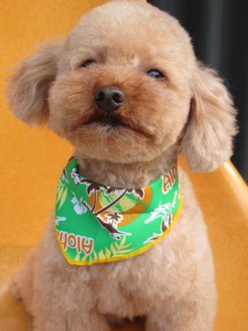 トイ・プードルトリミング文京区カットモデル犬関東トリミングサロン駒込フントヒュッテトイプードル画像トイプードルカットスタイルベアカットモデル2.jpg