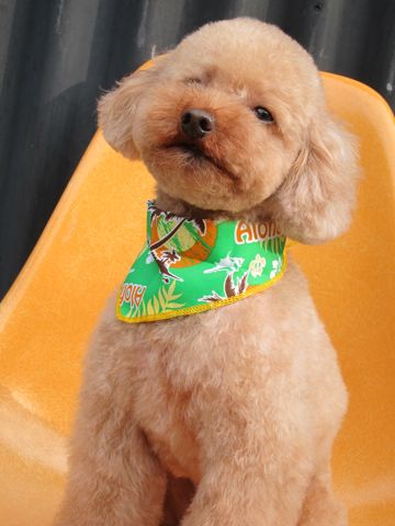 トイ・プードルトリミング文京区カットモデル犬関東トリミングサロン駒込フントヒュッテトイプードル画像トイプードルカットスタイルベアカットモデル3.jpg