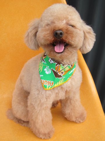 トイ・プードルトリミング文京区カットモデル犬関東トリミングサロン駒込フントヒュッテトイプードル画像トイプードルカットスタイルベアカットモデル5.jpg