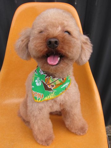 トイ・プードルトリミング文京区カットモデル犬関東トリミングサロン駒込フントヒュッテトイプードル画像トイプードルカットスタイルベアカットモデル6.jpg
