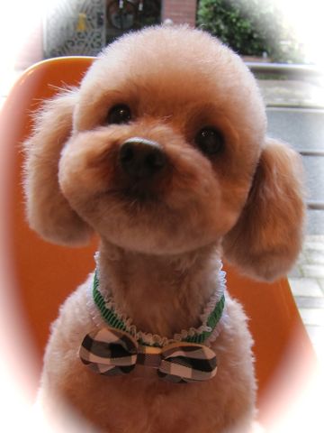 トイ・プードルトリミング文京区カットモデル犬関東トリミングサロン駒込フントヒュッテトイプードル画像トイプードルカットスタイルベアカットモデル13.jpg