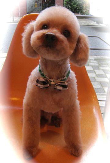 トイ・プードルトリミング文京区カットモデル犬関東トリミングサロン駒込フントヒュッテトイプードル画像トイプードルカットスタイルベアカットモデル14.jpg