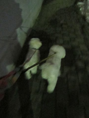 ホテル犬おあずかりペットホテル文京区フントヒュッテビションフリーゼ東京トリミングサロン関東ビションフリーゼ画像ビションフリーゼペットホテル料金表3.jpg