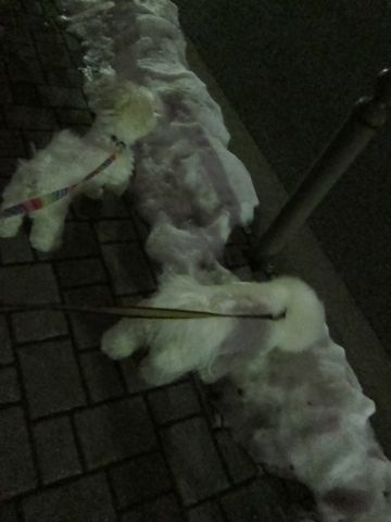 ホテル犬おあずかりペットホテル文京区フントヒュッテビションフリーゼ東京トリミングサロン関東ビションフリーゼ画像ビションフリーゼペットホテル料金表4.jpg