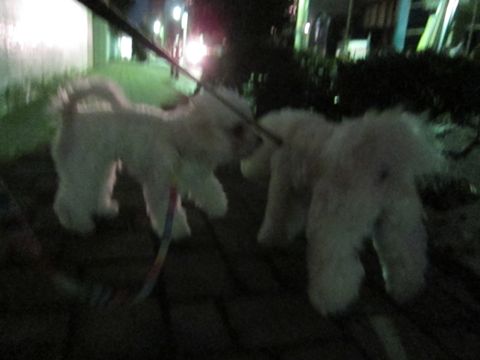 ホテル犬おあずかりペットホテル文京区フントヒュッテビションフリーゼ東京トリミングサロン関東ビションフリーゼ画像ビションフリーゼペットホテル料金表5.jpg