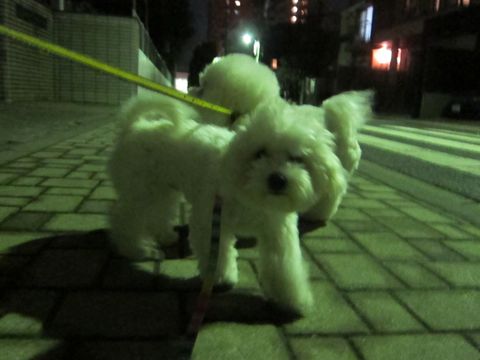 ホテル犬おあずかりペットホテル文京区フントヒュッテビションフリーゼ東京トリミングサロン関東ビションフリーゼ画像ビションフリーゼペットホテル料金表6.jpg