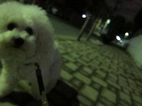 ホテル犬おあずかりペットホテル文京区フントヒュッテビションフリーゼ東京トリミングサロン関東ビションフリーゼ画像ビションフリーゼペットホテル料金表7.jpg