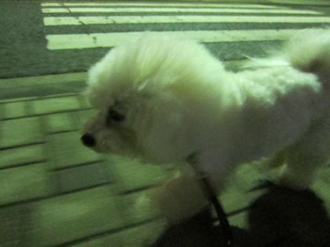 ホテル犬おあずかりペットホテル文京区フントヒュッテビションフリーゼ東京トリミングサロン関東ビションフリーゼ画像ビションフリーゼペットホテル料金表8.jpg