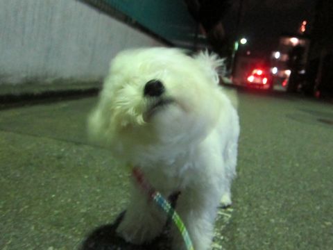 ホテル犬おあずかりペットホテル文京区フントヒュッテビションフリーゼ東京トリミングサロン関東ビションフリーゼ画像ビションフリーゼペットホテル料金表9.jpg