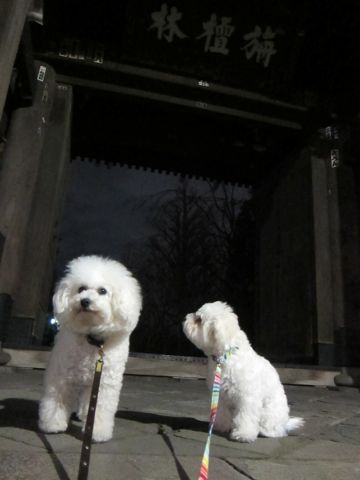 ホテル犬おあずかりペットホテル文京区フントヒュッテビションフリーゼ東京トリミングサロン関東ビションフリーゼ画像ビションフリーゼペットホテル料金表10.jpg