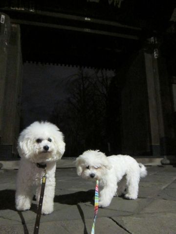 ホテル犬おあずかりペットホテル文京区フントヒュッテビションフリーゼ東京トリミングサロン関東ビションフリーゼ画像ビションフリーゼペットホテル料金表11.jpg