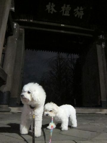 ホテル犬おあずかりペットホテル文京区フントヒュッテビションフリーゼ東京トリミングサロン関東ビションフリーゼ画像ビションフリーゼペットホテル料金表12.jpg