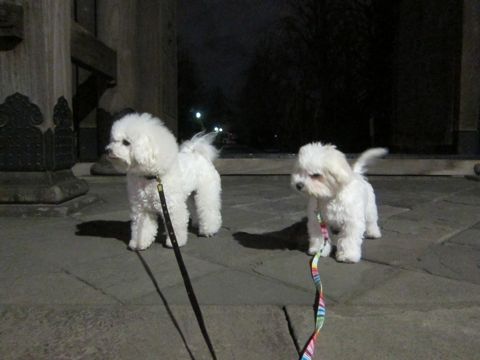 ホテル犬おあずかりペットホテル文京区フントヒュッテビションフリーゼ東京トリミングサロン関東ビションフリーゼ画像ビションフリーゼペットホテル料金表13.jpg