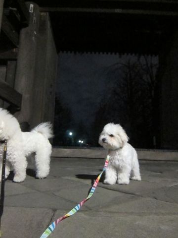 ホテル犬おあずかりペットホテル文京区フントヒュッテビションフリーゼ東京トリミングサロン関東ビションフリーゼ画像ビションフリーゼペットホテル料金表14.jpg