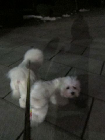 ホテル犬おあずかりペットホテル文京区フントヒュッテビションフリーゼ東京トリミングサロン関東ビションフリーゼ画像ビションフリーゼペットホテル料金表15.jpg