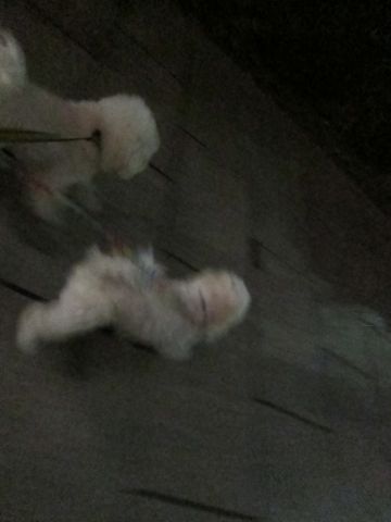 ホテル犬おあずかりペットホテル文京区フントヒュッテビションフリーゼ東京トリミングサロン関東ビションフリーゼ画像ビションフリーゼペットホテル料金表16.jpg