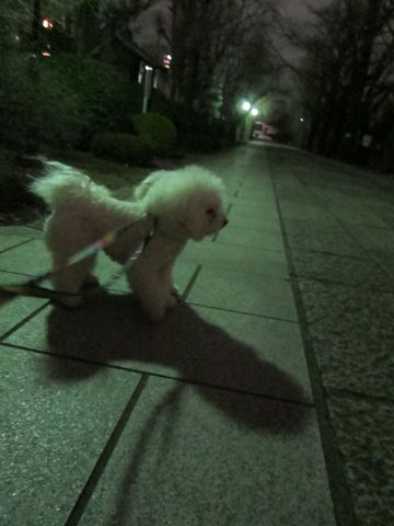 ホテル犬おあずかりペットホテル文京区フントヒュッテビションフリーゼ東京トリミングサロン関東ビションフリーゼ画像ビションフリーゼペットホテル料金表17.jpg
