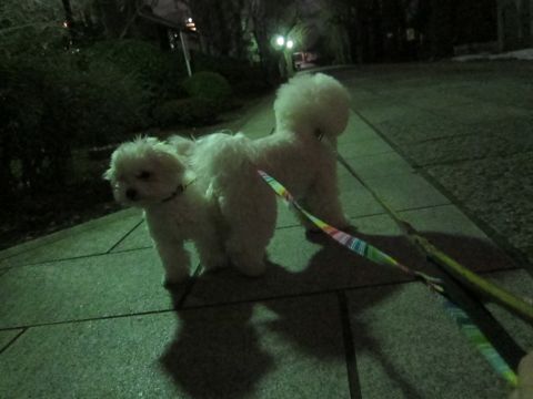 ホテル犬おあずかりペットホテル文京区フントヒュッテビションフリーゼ東京トリミングサロン関東ビションフリーゼ画像ビションフリーゼペットホテル料金表18.jpg