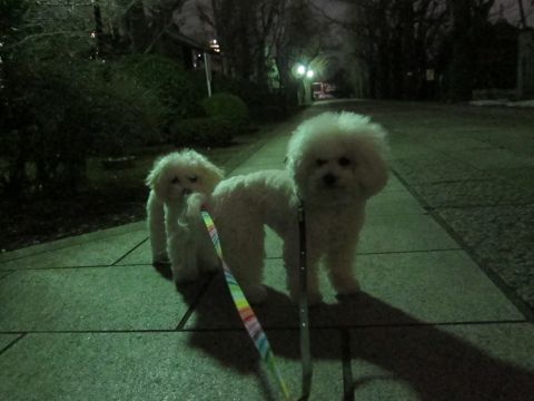 ホテル犬おあずかりペットホテル文京区フントヒュッテビションフリーゼ東京トリミングサロン関東ビションフリーゼ画像ビションフリーゼペットホテル料金表19.jpg