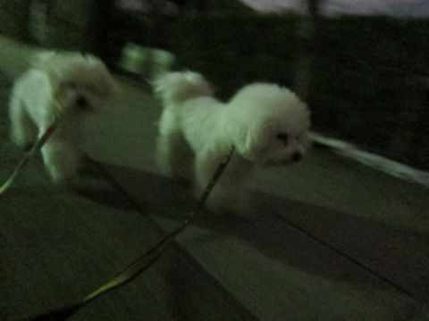ホテル犬おあずかりペットホテル文京区フントヒュッテビションフリーゼ東京トリミングサロン関東ビションフリーゼ画像ビションフリーゼペットホテル料金表22.jpg