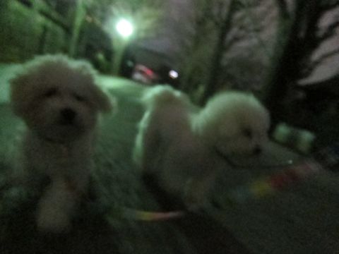 ホテル犬おあずかりペットホテル文京区フントヒュッテビションフリーゼ東京トリミングサロン関東ビションフリーゼ画像ビションフリーゼペットホテル料金表23.jpg