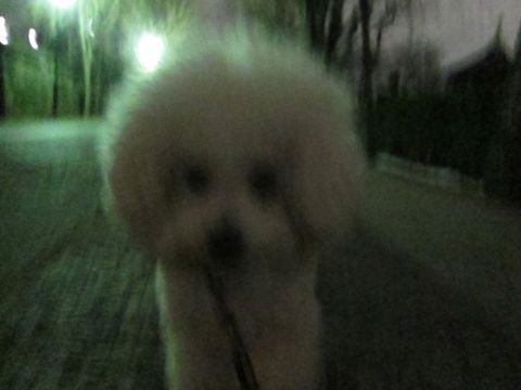 ホテル犬おあずかりペットホテル文京区フントヒュッテビションフリーゼ東京トリミングサロン関東ビションフリーゼ画像ビションフリーゼペットホテル料金表24.jpg