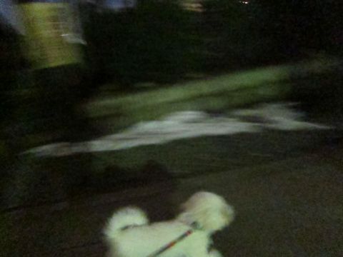 ホテル犬おあずかりペットホテル文京区フントヒュッテビションフリーゼ東京トリミングサロン関東ビションフリーゼ画像ビションフリーゼペットホテル料金表26.jpg