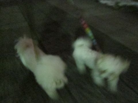 ホテル犬おあずかりペットホテル文京区フントヒュッテビションフリーゼ東京トリミングサロン関東ビションフリーゼ画像ビションフリーゼペットホテル料金表27.jpg