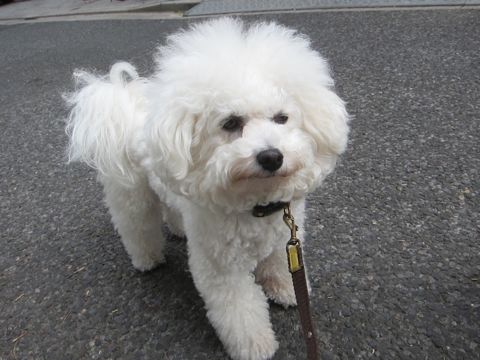 ホテル犬おあずかりペットホテル文京区フントヒュッテビションフリーゼ東京トリミングサロン関東ビションフリーゼ画像ビションフリーゼペットホテル料金表28.jpg
