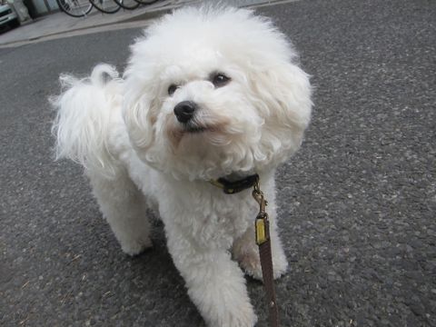 ホテル犬おあずかりペットホテル文京区フントヒュッテビションフリーゼ東京トリミングサロン関東ビションフリーゼ画像ビションフリーゼペットホテル料金表29.jpg