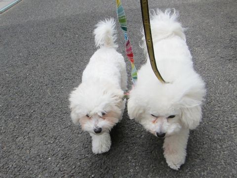 ホテル犬おあずかりペットホテル文京区フントヒュッテビションフリーゼ東京トリミングサロン関東ビションフリーゼ画像ビションフリーゼペットホテル料金表30.jpg
