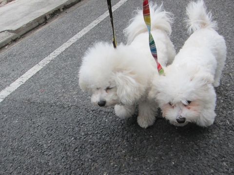 ホテル犬おあずかりペットホテル文京区フントヒュッテビションフリーゼ東京トリミングサロン関東ビションフリーゼ画像ビションフリーゼペットホテル料金表31.jpg