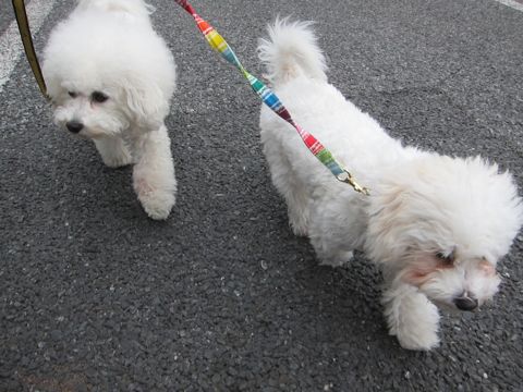 ホテル犬おあずかりペットホテル文京区フントヒュッテビションフリーゼ東京トリミングサロン関東ビションフリーゼ画像ビションフリーゼペットホテル料金表32.jpg