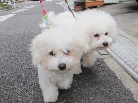 ホテル犬おあずかりペットホテル文京区フントヒュッテビションフリーゼ東京トリミングサロン関東ビションフリーゼ画像ビションフリーゼペットホテル料金表33.jpg
