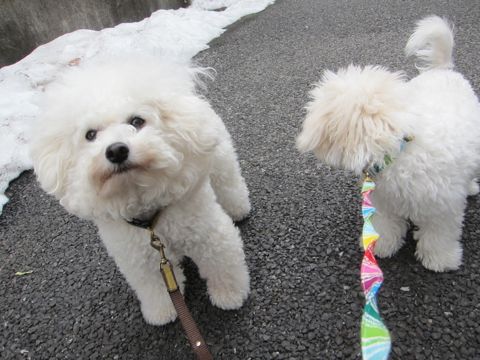 ホテル犬おあずかりペットホテル文京区フントヒュッテビションフリーゼ東京トリミングサロン関東ビションフリーゼ画像ビションフリーゼペットホテル料金表34.jpg