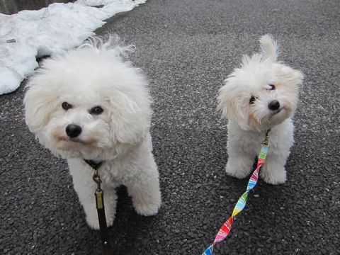 ホテル犬おあずかりペットホテル文京区フントヒュッテビションフリーゼ東京トリミングサロン関東ビションフリーゼ画像ビションフリーゼペットホテル料金表35.jpg