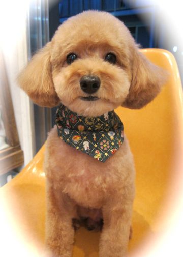 トイ・プードルトリミング文京区犬ホテルペットホテル駒込トリミングサロン東京フントヒュッテトイプードル画像トイプードルカットスタイルモデル関東4.jpg