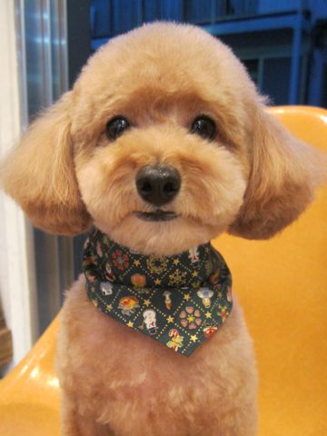 トイ・プードルトリミング文京区犬ホテルペットホテル駒込トリミングサロン東京フントヒュッテトイプードル画像トイプードルカットスタイルモデル関東5.jpg