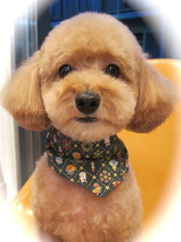 トイ・プードルトリミング文京区犬ホテルペットホテル駒込トリミングサロン東京フントヒュッテトイプードル画像トイプードルカットスタイルモデル関東6.jpg