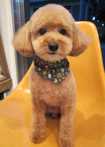 トイ・プードルトリミング文京区犬ホテルペットホテル駒込トリミングサロン東京フントヒュッテトイプードル画像トイプードルカットスタイルモデル関東7.jpg