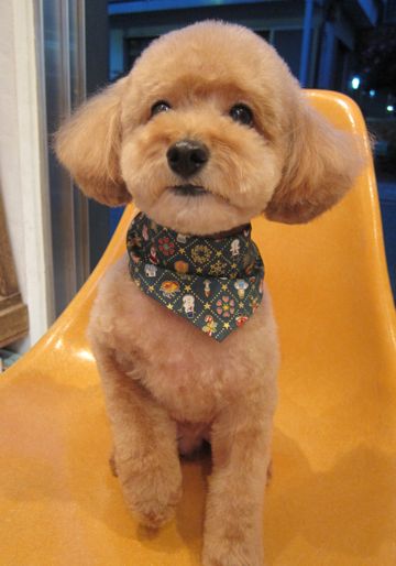 トイ・プードルトリミング文京区犬ホテルペットホテル駒込トリミングサロン東京フントヒュッテトイプードル画像トイプードルカットスタイルモデル関東8.jpg