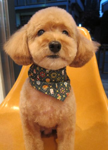 トイ・プードルトリミング文京区犬ホテルペットホテル駒込トリミングサロン東京フントヒュッテトイプードル画像トイプードルカットスタイルモデル関東9.jpg