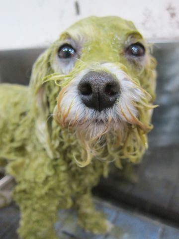 ホテル犬おあずかりペットホテル文京区フントヒュッテビションフリーゼ東京トリミングサロン関東ビションフリーゼ画像ビションフリーゼペットホテル料金表38.jpg