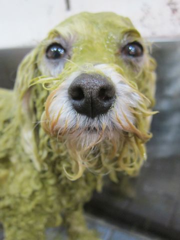 ホテル犬おあずかりペットホテル文京区フントヒュッテビションフリーゼ東京トリミングサロン関東ビションフリーゼ画像ビションフリーゼペットホテル料金表39.jpg